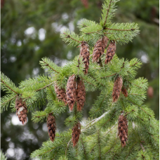 Douglas Fir Essential Oil | Limited Reserve | USA