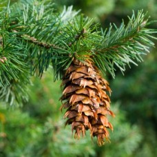 Engelmann Spruce/Douglas Fir Essential Oil Co-distill  - Limited Reserve
