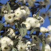 Eucalyptus Hydrosol | Purification and Clarity