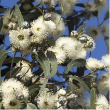 Eucalyptus Hydrosol | Purification and Clarity