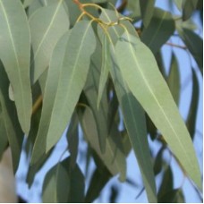 Eucalyptus smithii Essential Oil Eucalyptus smithii Essential Oil