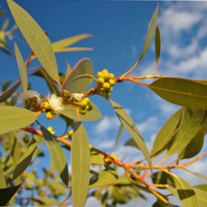 Eucalyptus dives, Mint Essential Oil Eucalyptus dives, Mint Essential Oil