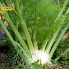 Fennel Hydrosol | Digestive and Balancing Support