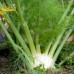 Fennel, Sweet Essential Oil