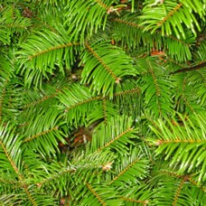 Fir Giant Essential Oil - France