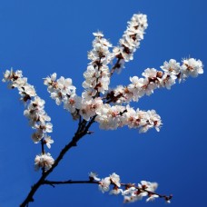Apricot Blossom Flower Essence