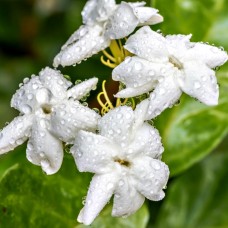 Jasmine Sambac Flower Essence