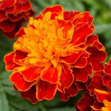 Marigold (Tagetes) Flower Essence