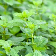 Melissa (Lemon Balm) Flower Essence