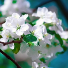 Apple Blossom Flower Essence