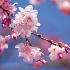 Cherry Plum Blossom Flower Essence