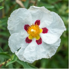 Cistus (Rock Rose) Flower Essence
