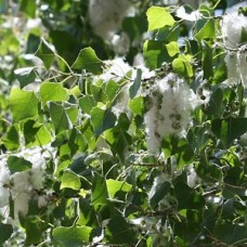 Balsam Poplar aka Cottonwood Bud Flower Essence