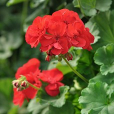 Geranium Flower Essence