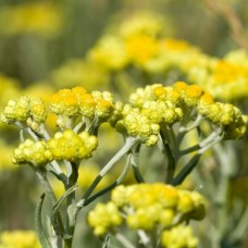 Helichrysum Flower Essence
