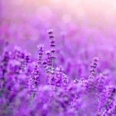Lavender Flower Essence | Soothing and Balancing