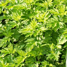 Mugwort, White  Flower Essence