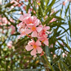 Oleander Flower Essence