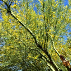 Palo Verde Flower Essence