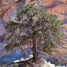 Pinon Pine Flower Essence