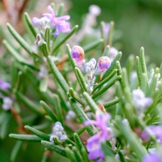 Rosemary Flower Essence