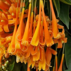 Trumpet Vine Flower Essence
