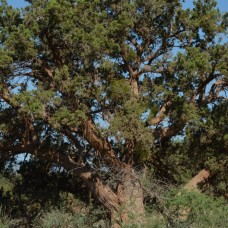 Utah Juniper Flower Essence