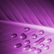 Stillpoint's Flower Essence Collection