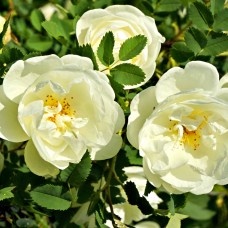 White Storm Rose Flower Essence