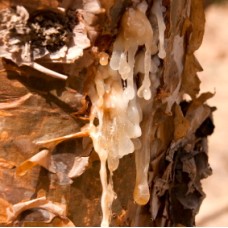 Frankincense Essential Oil Quintet
