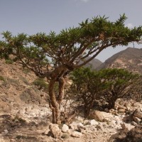 Frankincense serrata Essential Oil