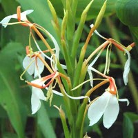 Kapoor Kacheri Essential Oil