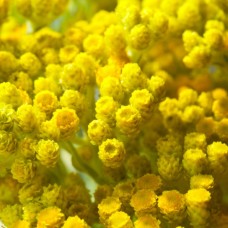 Helichrysum Essential Oil | Albania | Trauma Support & Skin Repair Helichrysum Essential Oil | Albania | Trauma Support & Skin Repair