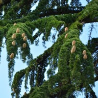 Cedarwood, Indian - Vintage Essential Oil | Rare 