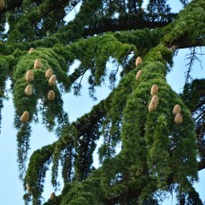 Cedarwood, Indian - Vintage Essential Oil | Rare 