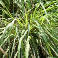 Himalayan Soti Essential Oil | Respiratory Clarity & Energetic Cleanse