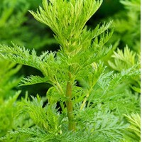 Sweet Annie Hydrosol | Soothing and Restorative