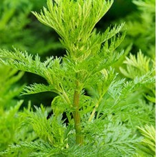 Sweet Annie Hydrosol | Soothing and Restorative