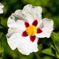 Cistus Hydrosol | Grounding and Healing
