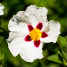 Cistus Hydrosol | Grounding and Healing