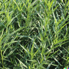Tarragon Hydrosol | Digestive Support & Mental Expansion
