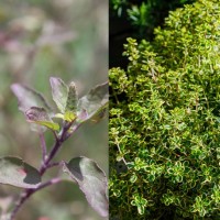 Lemon Thyme/Tulsi Codistil | Synergistic Purity