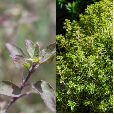 Lemon Thyme/Tulsi Codistil | Synergistic Purity