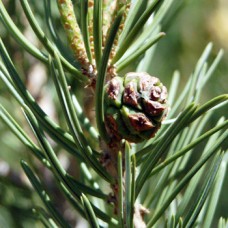 Pinon Pinecone Essential Oil - Special Distillation - Rare