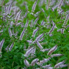 Spearmint Hydrosol | Refreshing and Uplifting