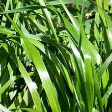 Sweetgrass Hydrosol | Energetic Clearing and Emotional Support