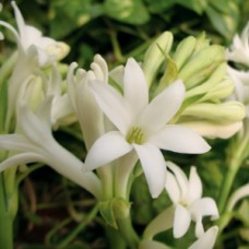 Tuberose Absolute