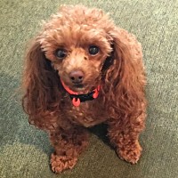 Bella's Skin and Fur Soother
