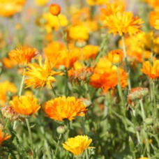 Calendula Hydrosol | Skin Healing and Emotional Balance