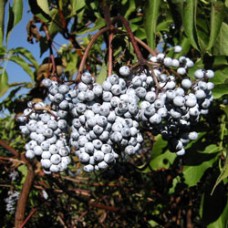 Elderberry Hydrosol | Gentle and Uplifting